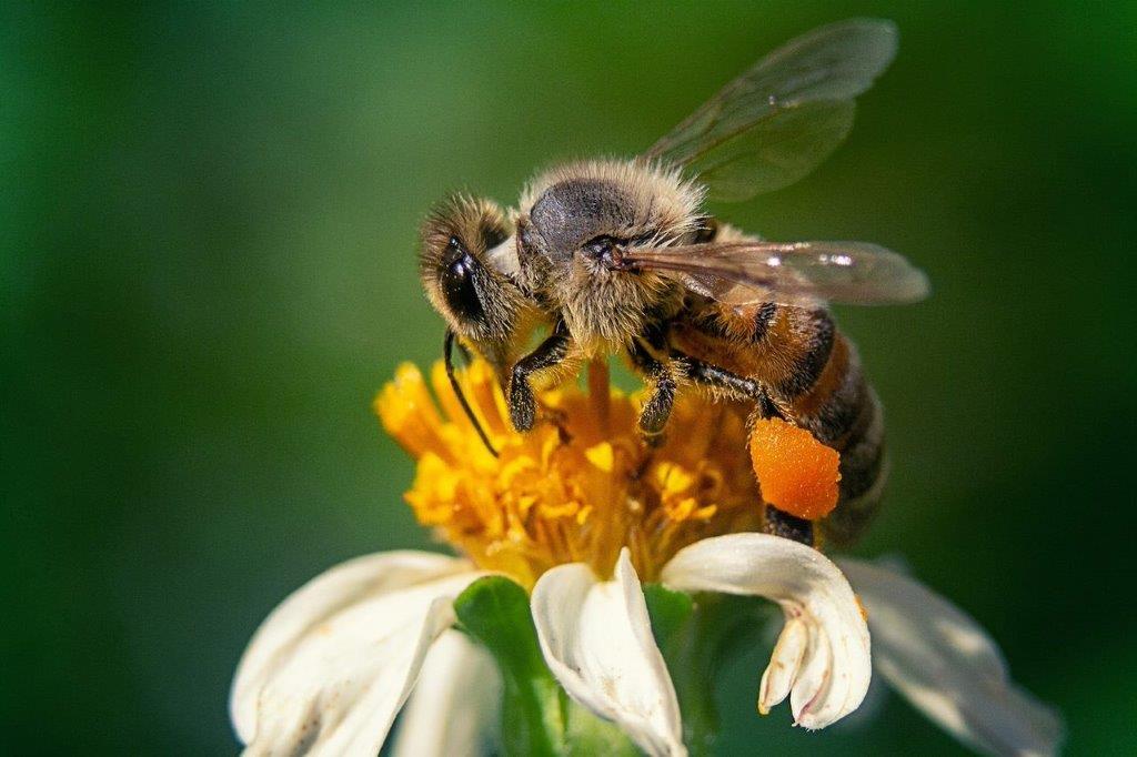 Biene bei der Tracht auf einer Blüte in Rostock-Krummendorf